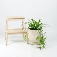 Large Spider Plant in Camille
