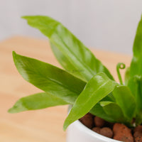 Asplenium Crissie Amy - Bird's Nest Fern in Bella Planter