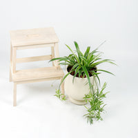 Large Spider Plant in Camille