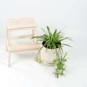 Large Spider Plant in Camille