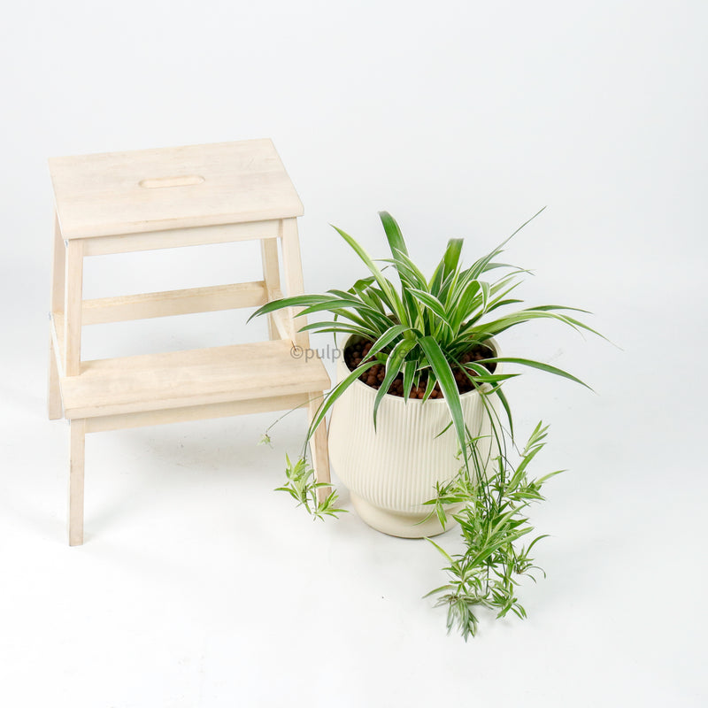 Large Spider Plant in Camille