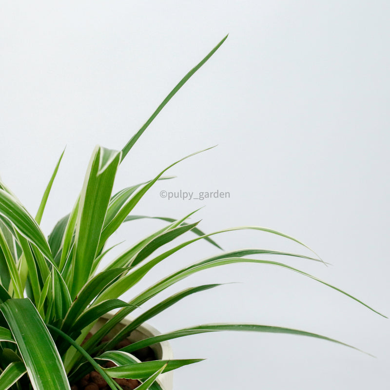 Large Spider Plant in Camille