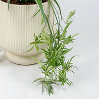 Large Spider Plant in Camille