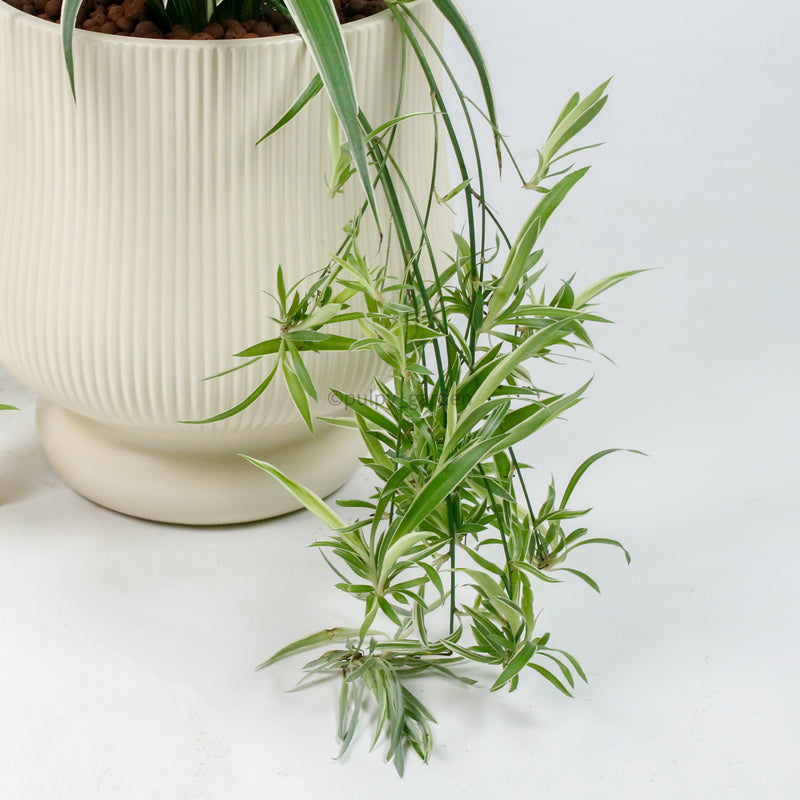 Large Spider Plant in Camille