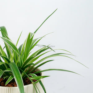 Large Spider Plant in Camille