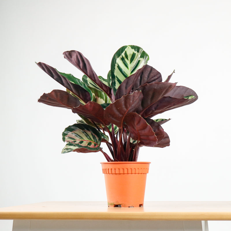 Calathea Roseopicta ‘Illustris’ in Nursery Grow Pot