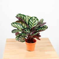 Calathea Roseopicta ‘Illustris’ in Nursery Grow Pot