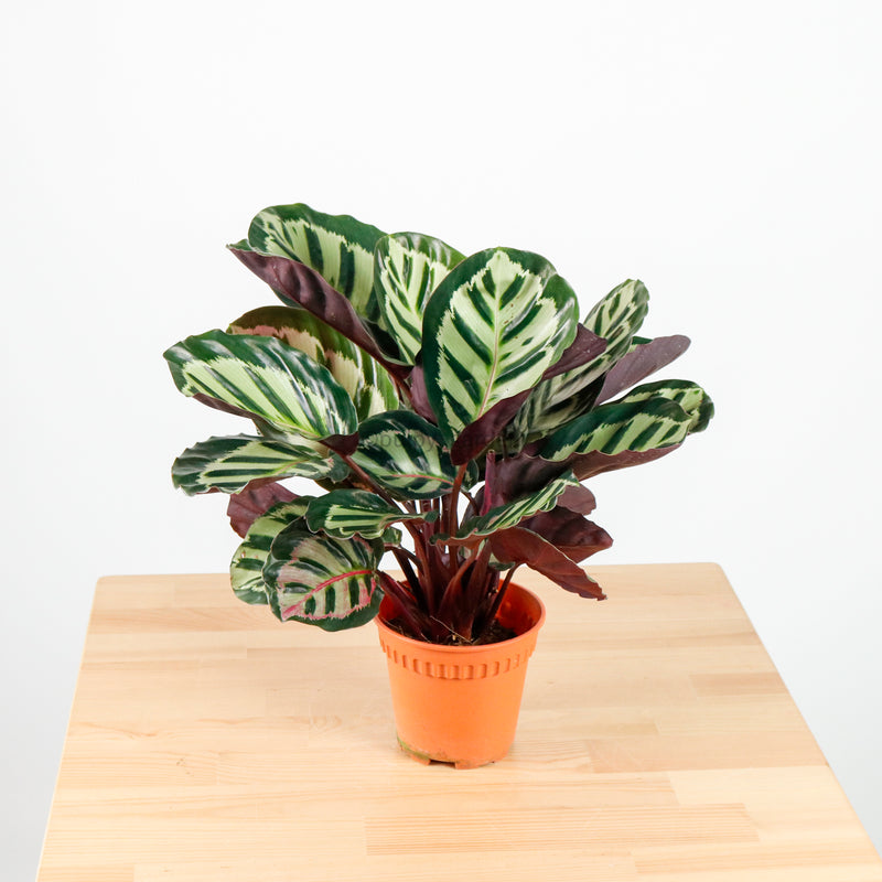 Calathea Roseopicta ‘Illustris’ in Nursery Grow Pot