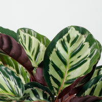 Calathea Roseopicta ‘Illustris’ in Nursery Grow Pot