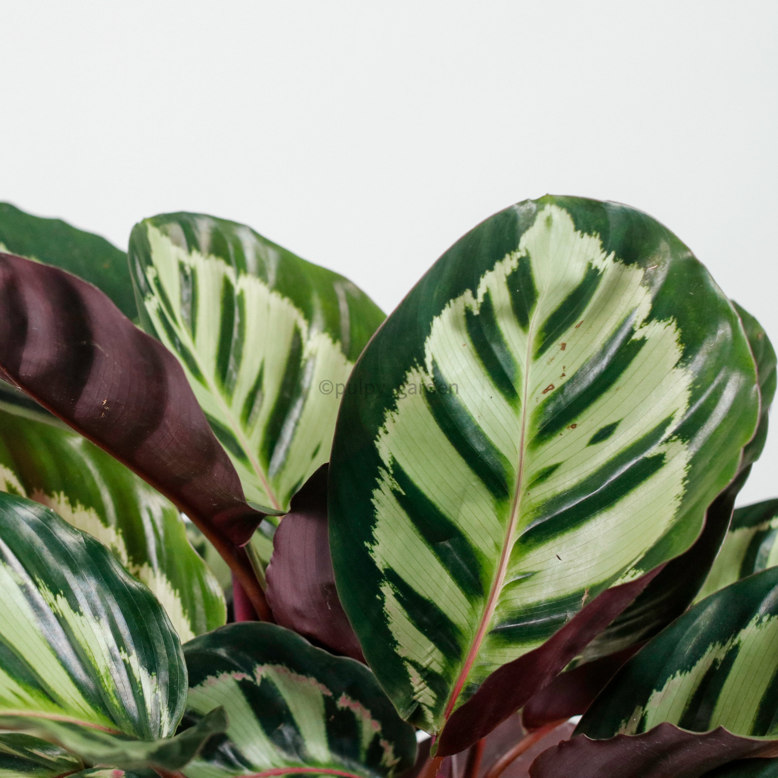 calathea illustris Calathea Roseopicta 'Illustris' in Nursery Grow Pot – Pulpy Garden