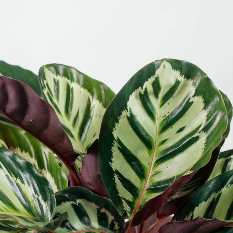 Calathea Roseopicta ‘Illustris’ in Nursery Grow Pot
