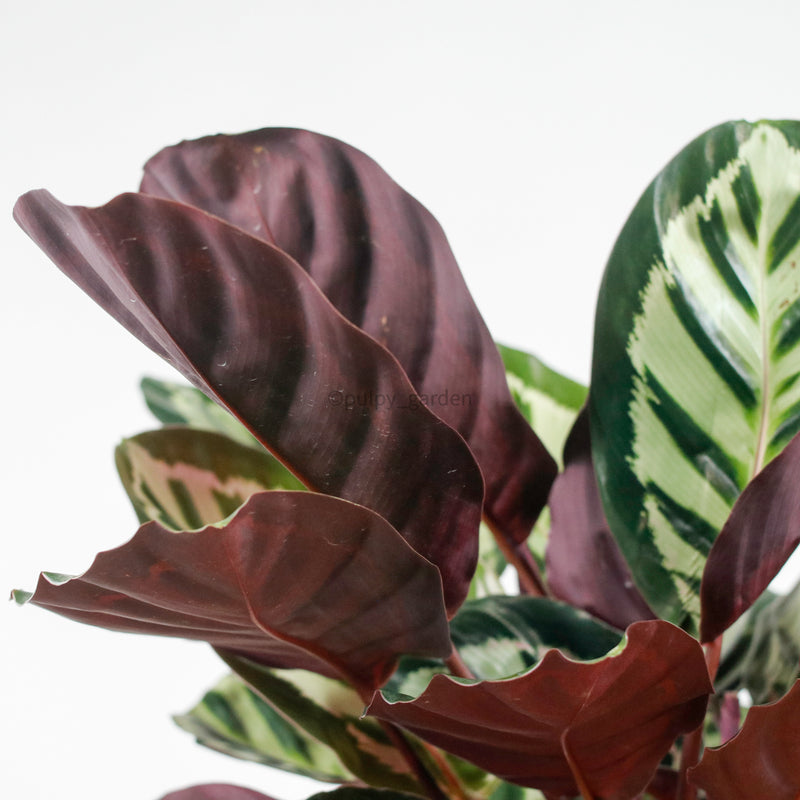 Calathea Roseopicta ‘Illustris’ in Nursery Grow Pot