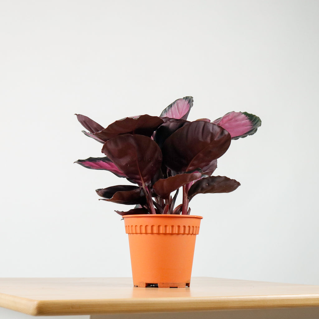 Calathea roseopicta "Rosy" in Nursery Grow Pot