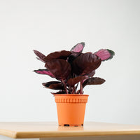Calathea roseopicta "Rosy" in Nursery Grow Pot