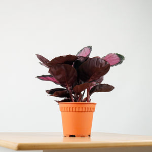 Calathea roseopicta "Rosy" in Nursery Grow Pot
