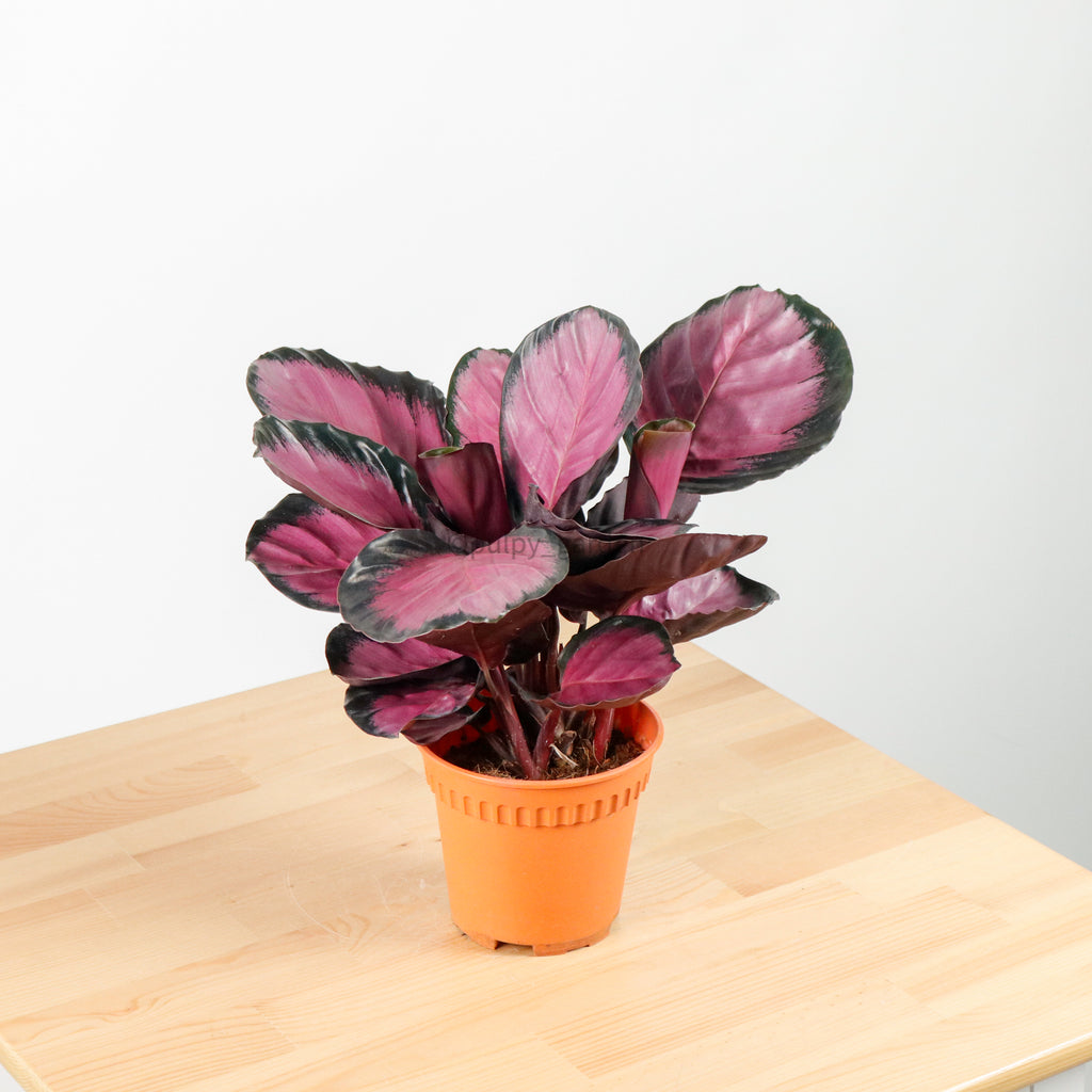 Calathea roseopicta "Rosy" in Nursery Grow Pot