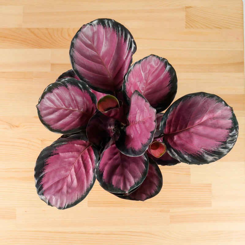 Calathea roseopicta "Rosy" in Nursery Grow Pot