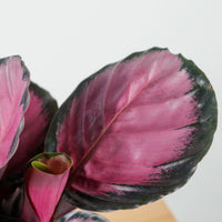 Calathea roseopicta "Rosy" in Nursery Grow Pot