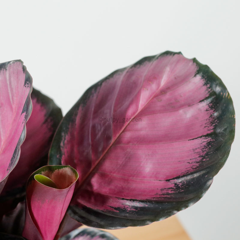 Calathea roseopicta "Rosy" in Nursery Grow Pot