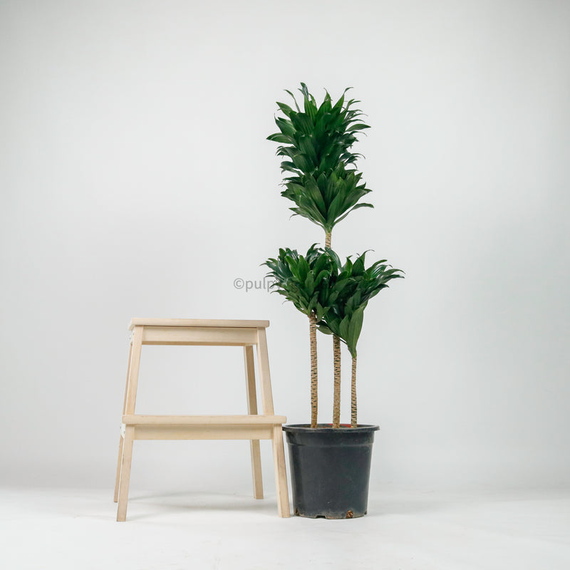 Large Dracaena Compacta (118cm) in Nursery Grow Pot