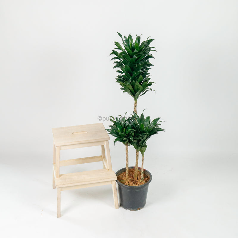 Large Dracaena Compacta (118cm) in Nursery Grow Pot