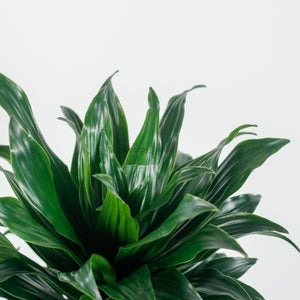 Large Dracaena Compacta (118cm) in Nursery Grow Pot