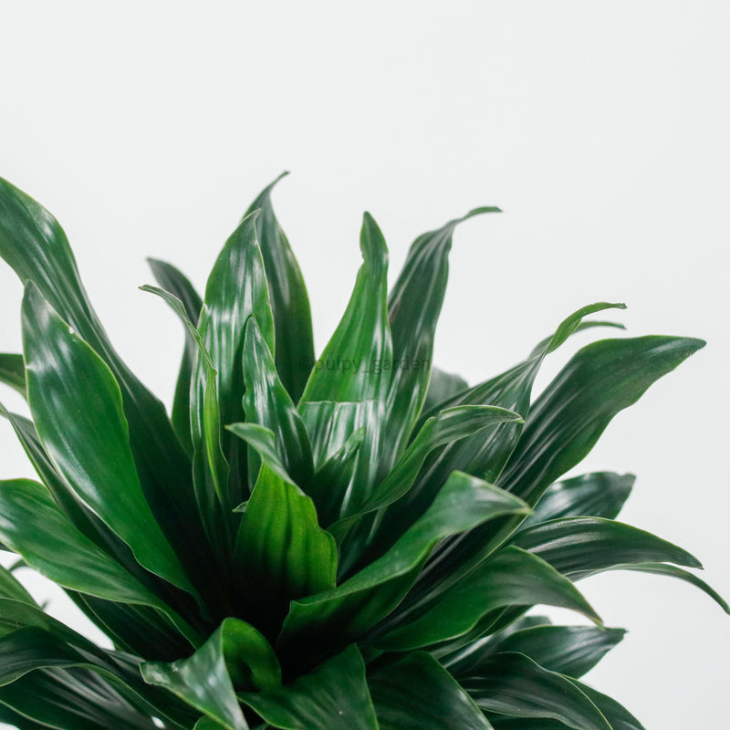 Large Dracaena Compacta (118cm) in Nursery Grow Pot