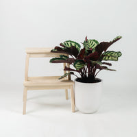 Large Calathea Roseopicta ‘Illustris’ in White Round Glossy