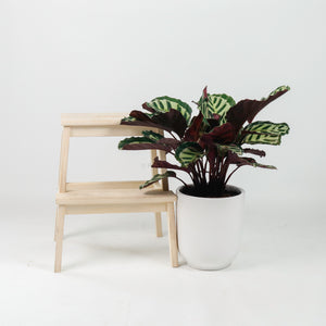 Large Calathea Roseopicta ‘Illustris’ in White Round Glossy