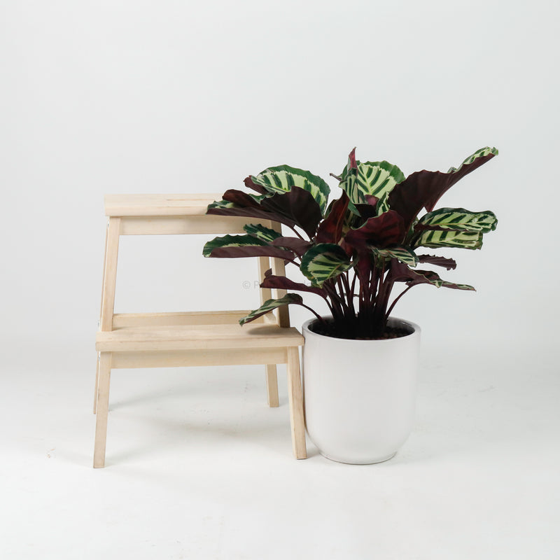 Large Calathea Roseopicta ‘Illustris’ in White Round Glossy