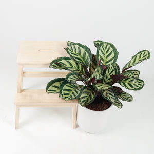 Large Calathea Roseopicta ‘Illustris’ in White Round Glossy