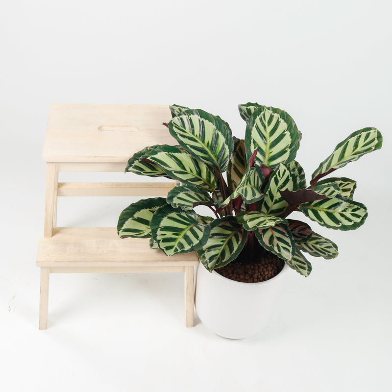 Large Calathea Roseopicta ‘Illustris’ in White Round Glossy