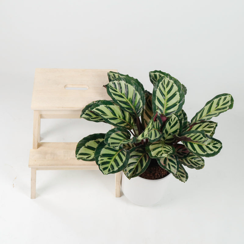 Large Calathea Roseopicta ‘Illustris’ in White Round Glossy