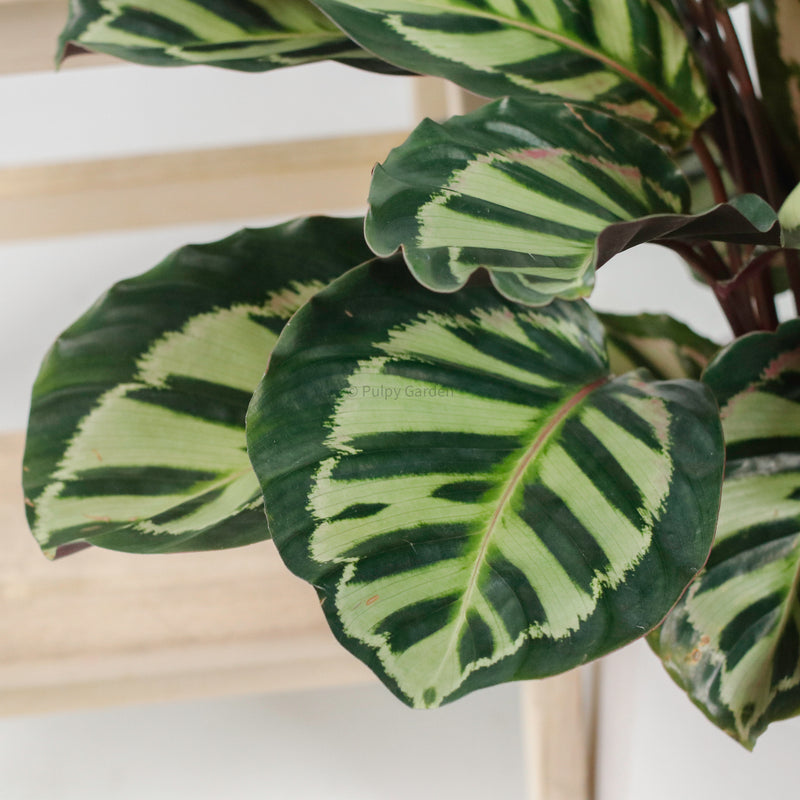 Large Calathea Roseopicta ‘Illustris’ in White Round Glossy