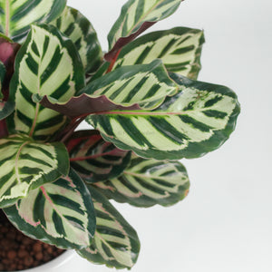 Large Calathea Roseopicta ‘Illustris’ in White Round Glossy