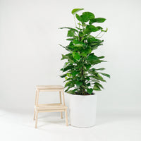 Large Money Plant X-Large (150cm) in Tall Glossy Planter