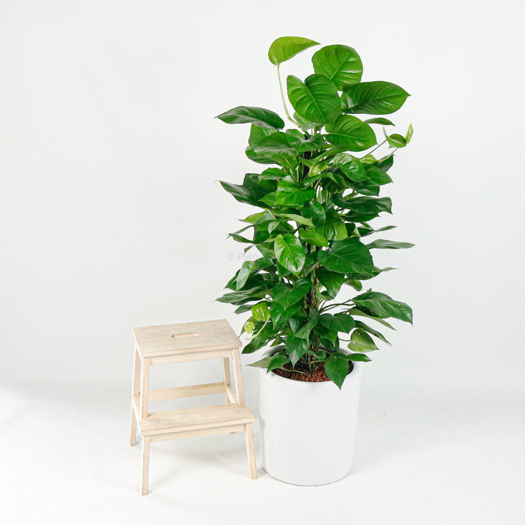 Large Money Plant X-Large (150cm) in Tall Glossy Planter