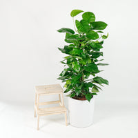 Large Money Plant X-Large (150cm) in Tall Glossy Planter