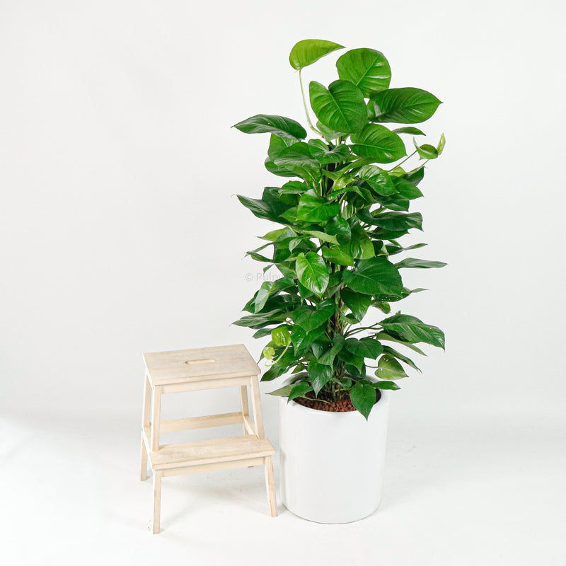 Large Money Plant X-Large (150cm) in Tall Glossy Planter