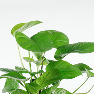 Large Money Plant X-Large (150cm) in Tall Glossy Planter