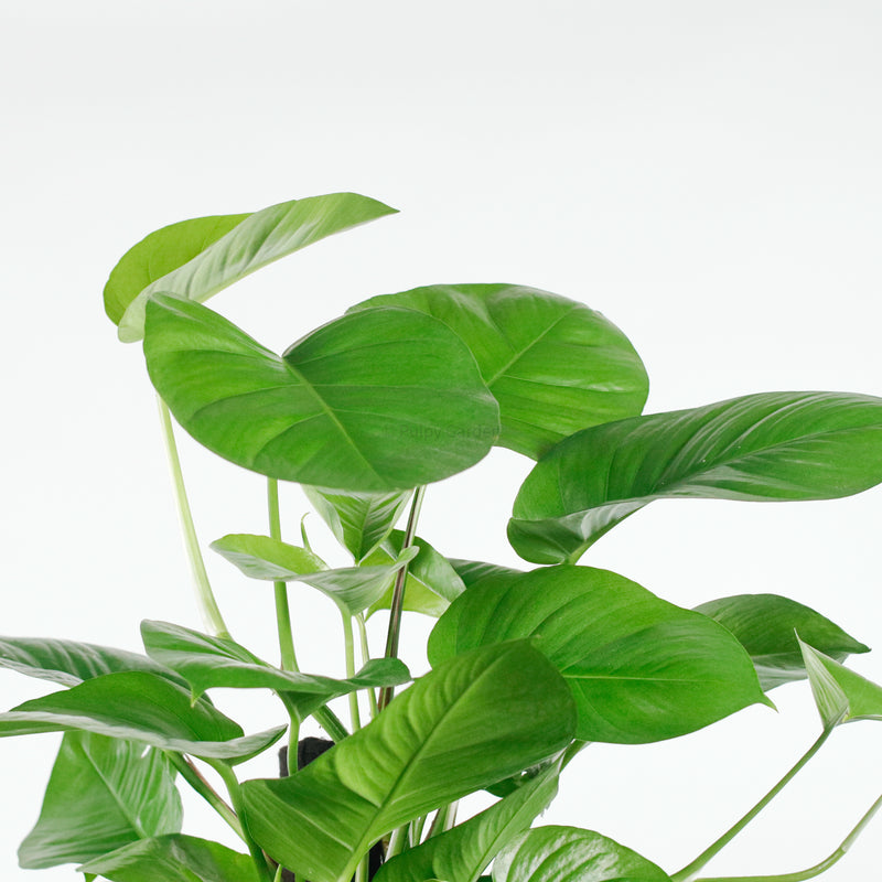 Large Money Plant X-Large (150cm) in Tall Glossy Planter