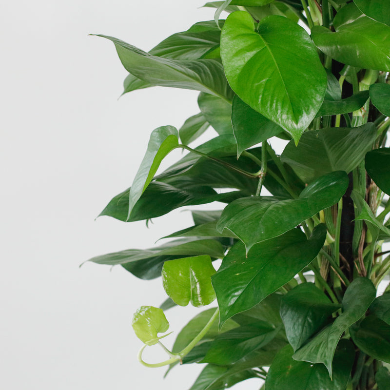 Large Money Plant X-Large (150cm) in Tall Glossy Planter