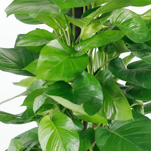 Large Money Plant X-Large (150cm) in Tall Glossy Planter