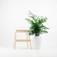 Large Bamboo Palm (100m) in Luxen Planter