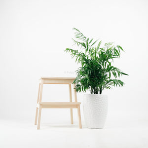 Large Bamboo Palm (100m) in Luxen Planter