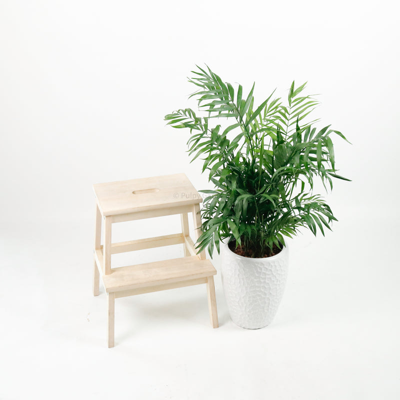Large Bamboo Palm (100m) in Luxen Planter