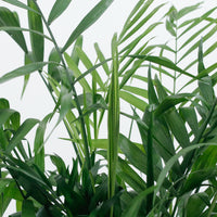 Large Bamboo Palm (100m) in Luxen Planter