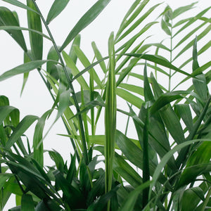 Large Bamboo Palm (100m) in Luxen Planter