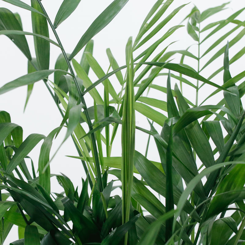 Large Bamboo Palm (100m) in Luxen Planter