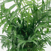 Large Bamboo Palm (100m) in Luxen Planter